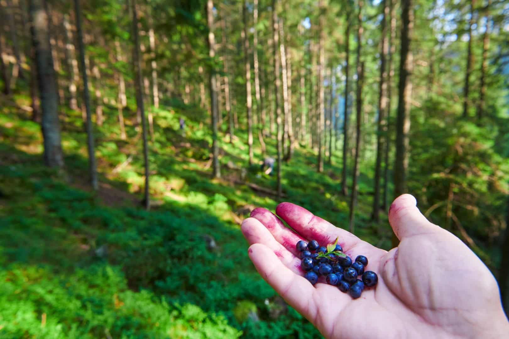 Mustikoita kämmenellä, taustalla vihreää mäntymetsää.